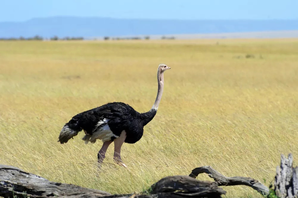 male-african-ostrich