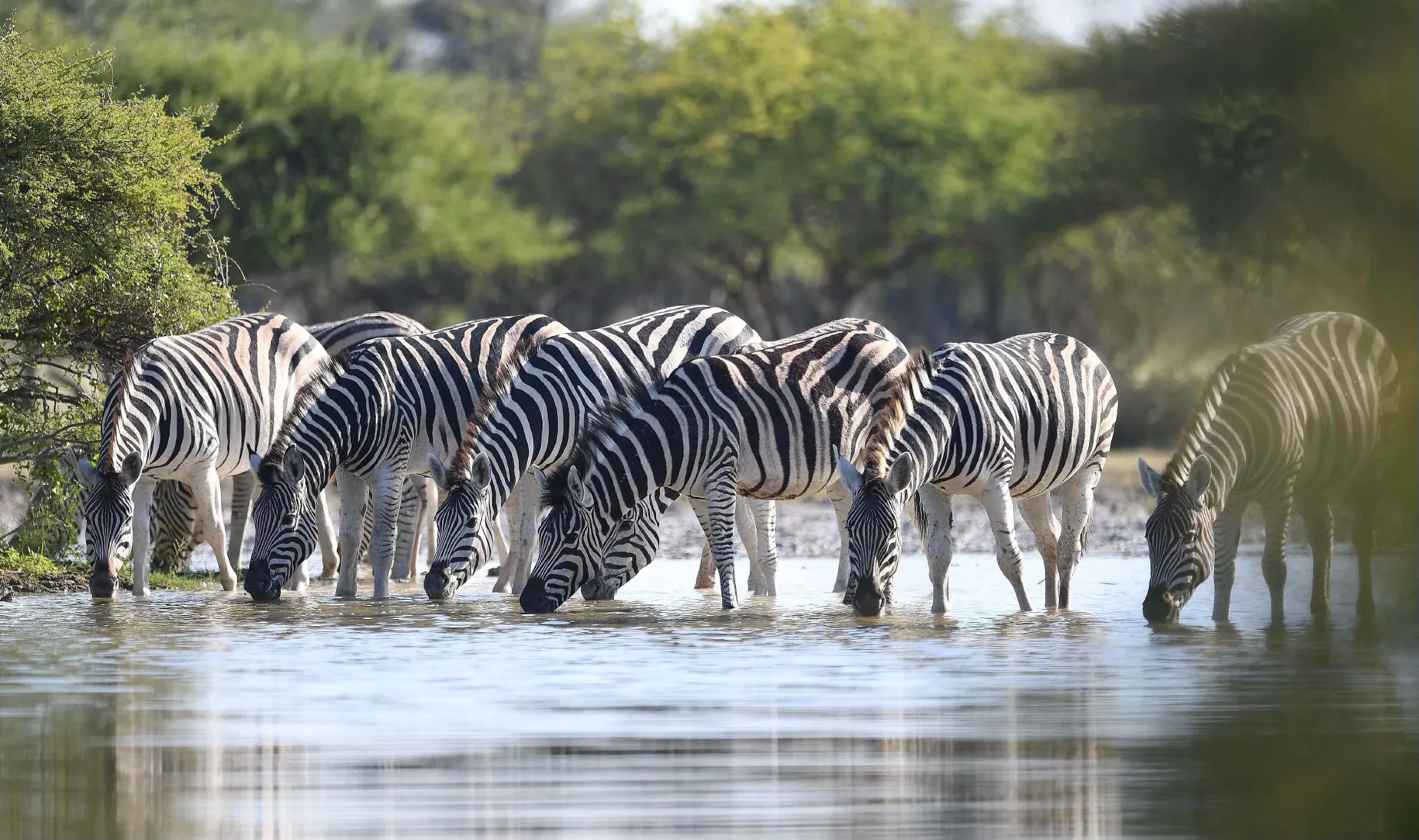 zebras-in-the-wild